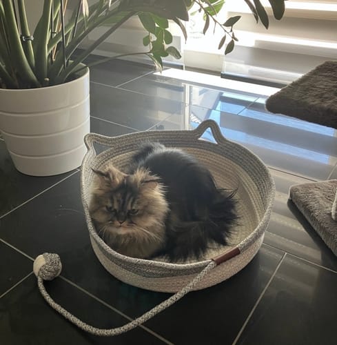 Kunden-Körbchen aus grau-weißem Seil, in dem eine flauschige Katze entspannt liegt.