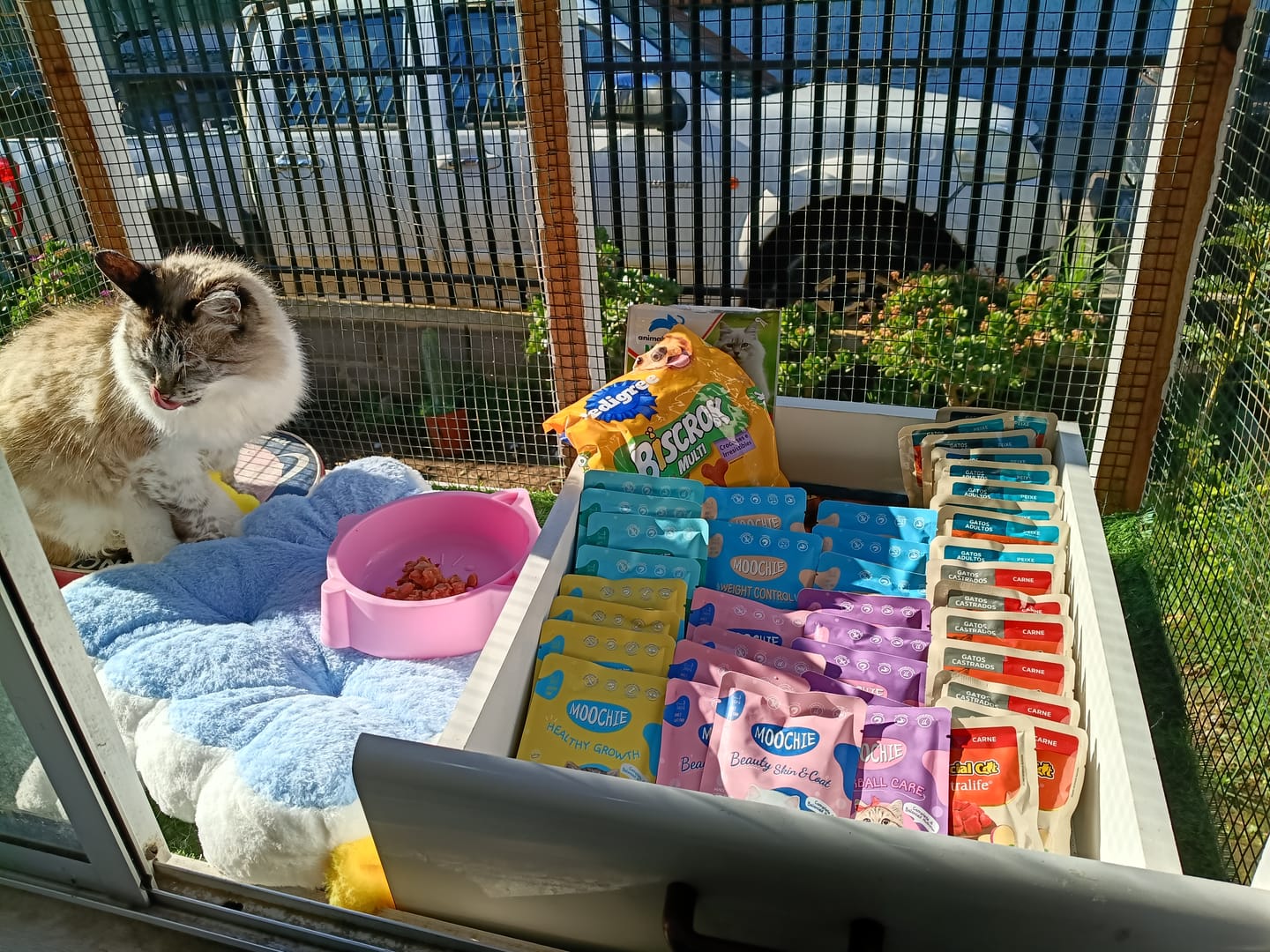 Customer photo review of MOOCHIE SOBRE GATO CAMARON 70GRS HAIRBALL CARE