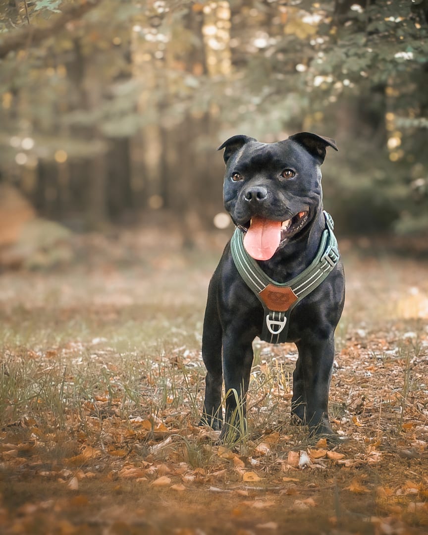Customer photo review of Staffordshire Bull Terrier 1935® Harness & Leash Set - Green