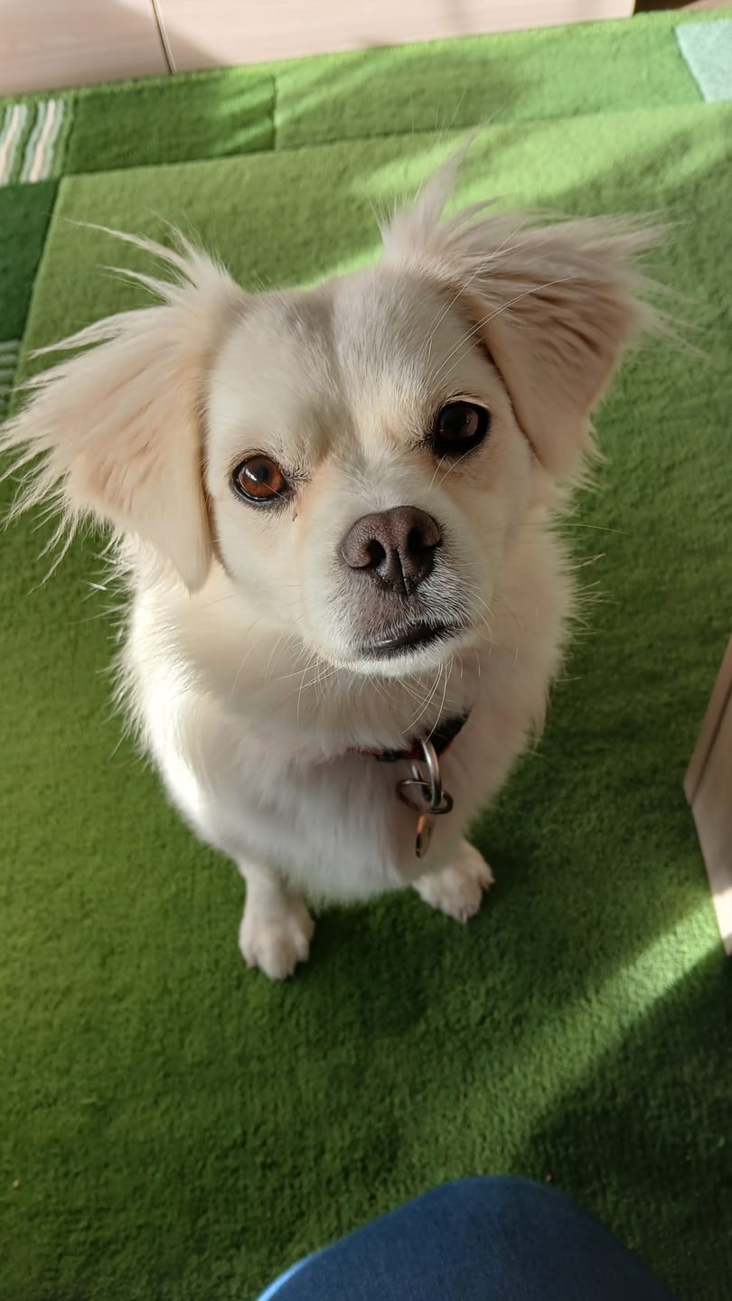 Customer photo review of Wurmtest Pro Hund