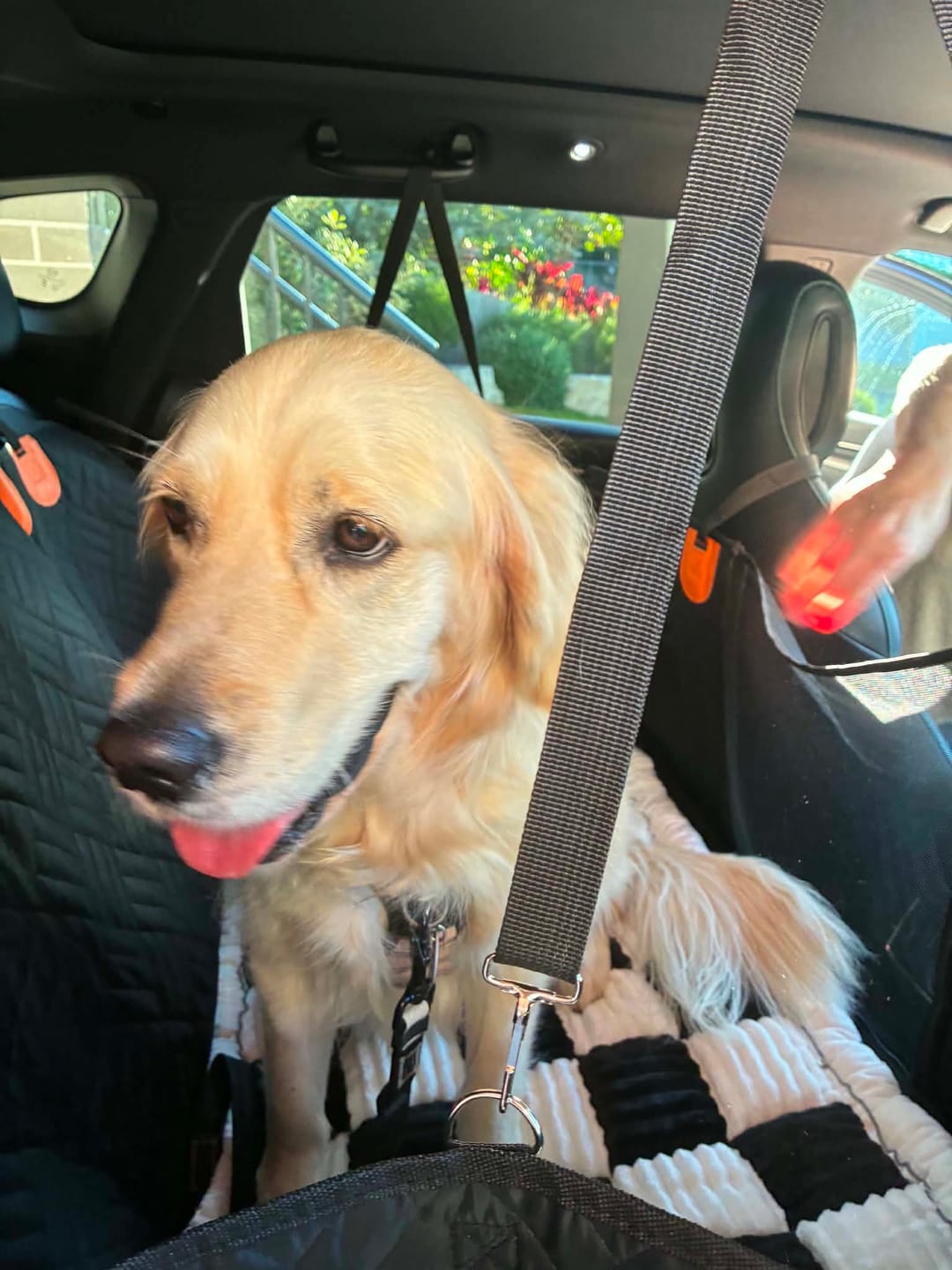 Customer photo review of Companion&Co™ CalmDrive Travel System