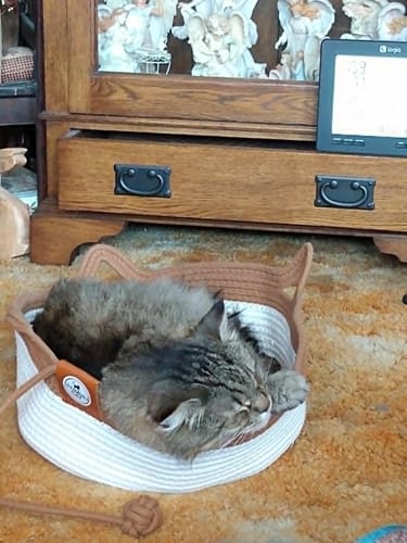 Customer's fluffy brown cat curled up sleeping inside the circular Instinct Basket on a carpeted floor.