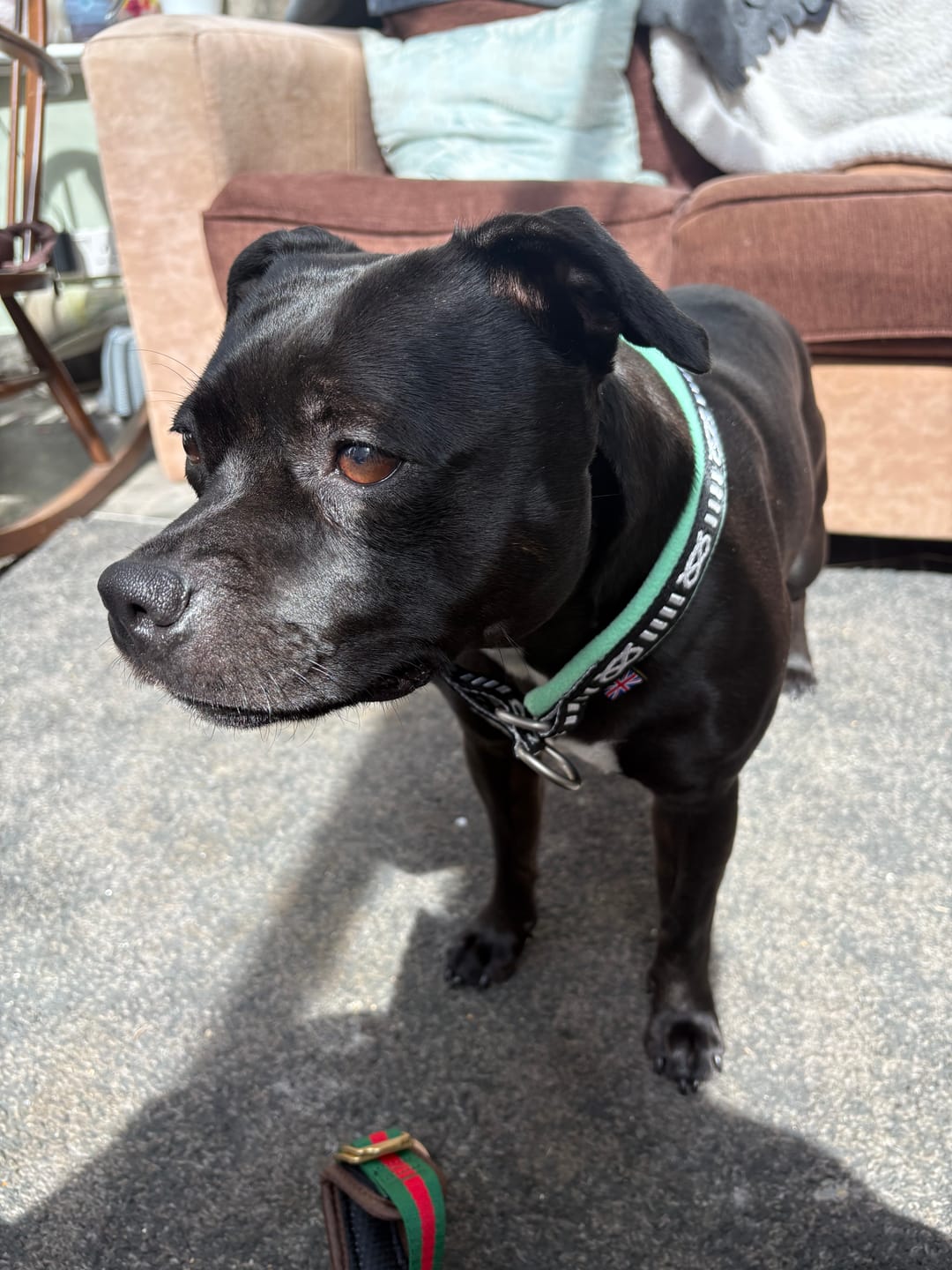 Customer photo review of Staffordshire Bull Terrier 1935® Slim Pattern Collar - Fleece - Mint - 35mm