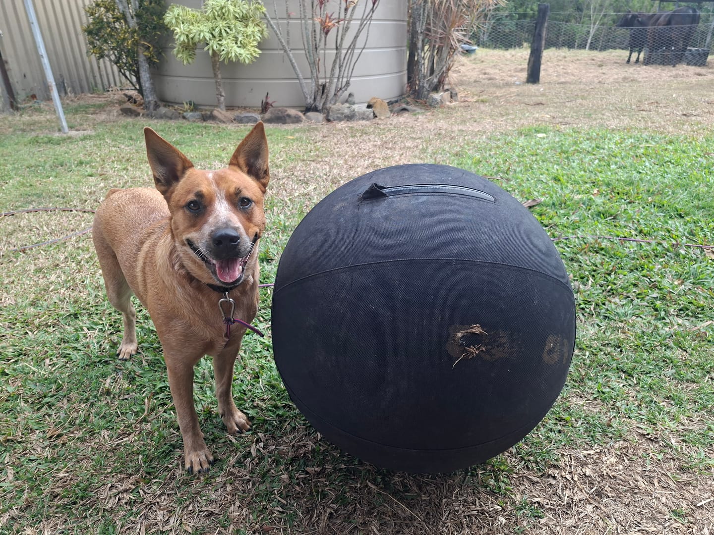 Customer photo review of Power Breed Herding Ball