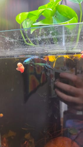 Reviewer's Green Samurai Alien Betta fish swimming near a pink snail at the surface of a planted aquarium.