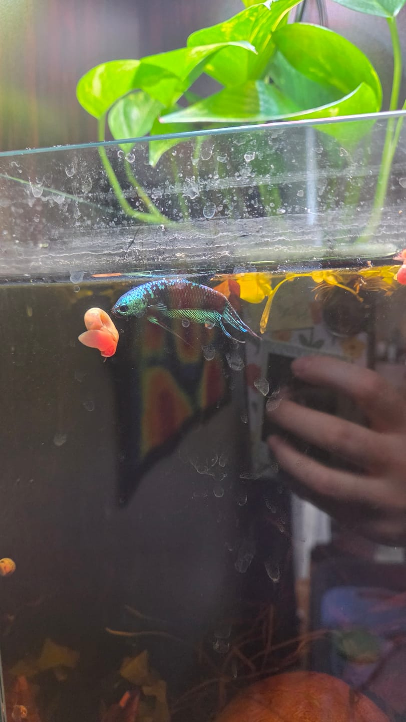 Customer photo review of Green Samurai Alien Wild Male Betta Fish | Grower Pick