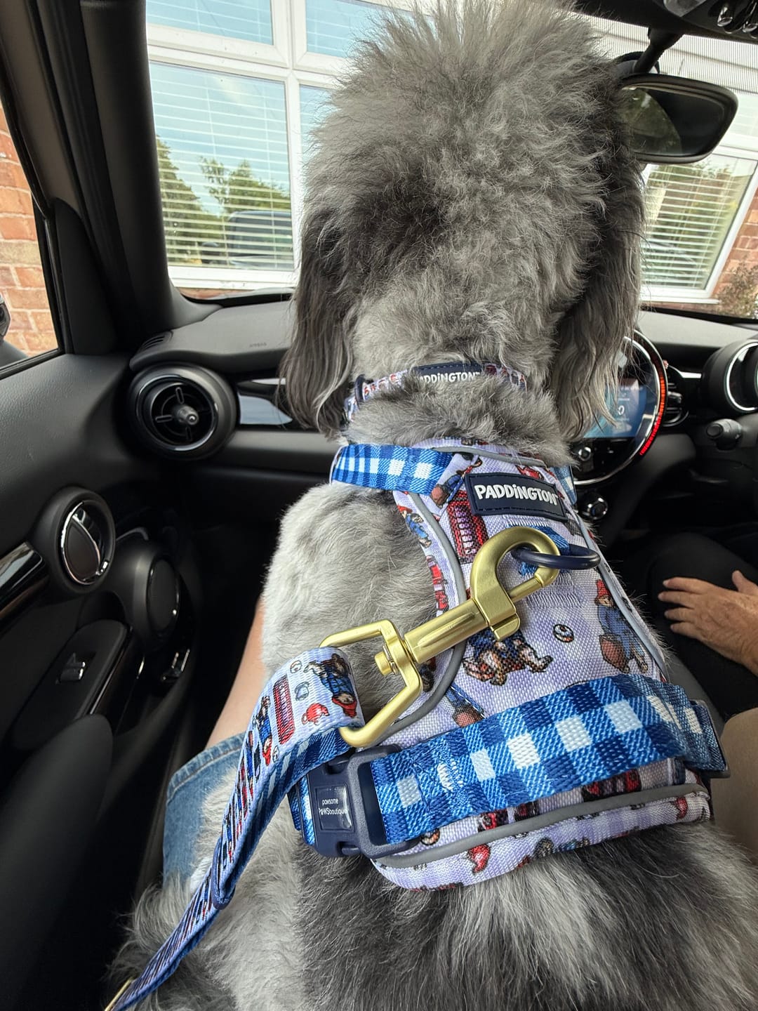 Customer photo review of Paddington™ Tough Trails™ Harness - London