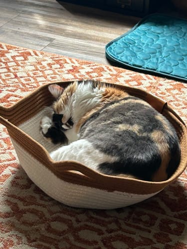 Customer's calico cat curled up sleeping in the Instinct Basket on a patterned rug.