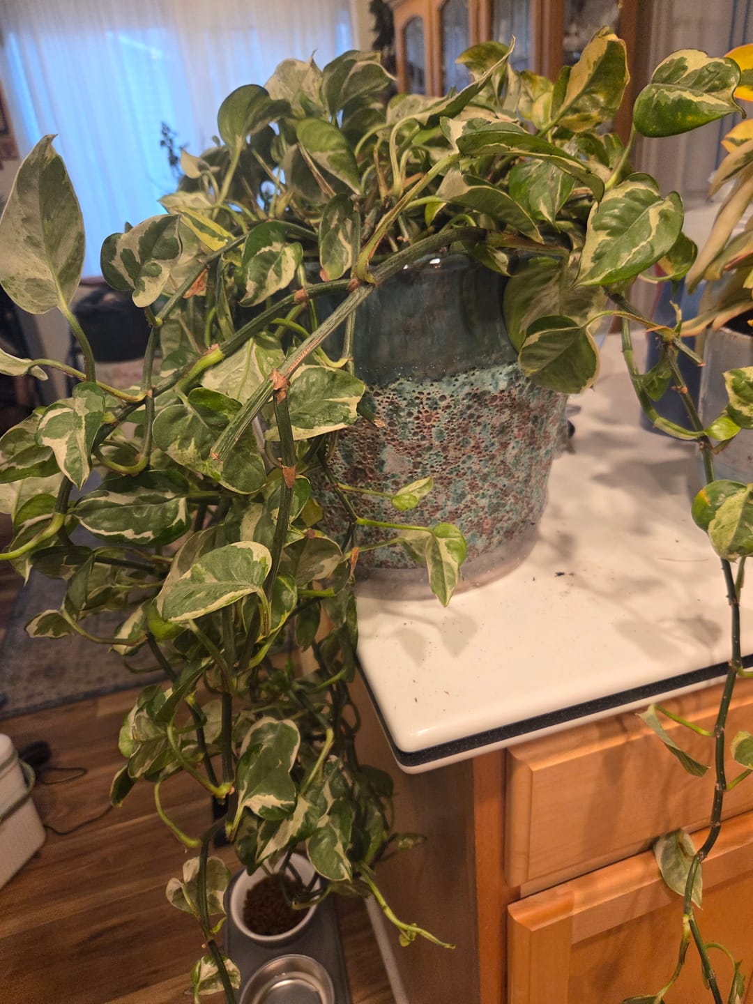 Customer photo review of Ancient Soil Organic Living Soil