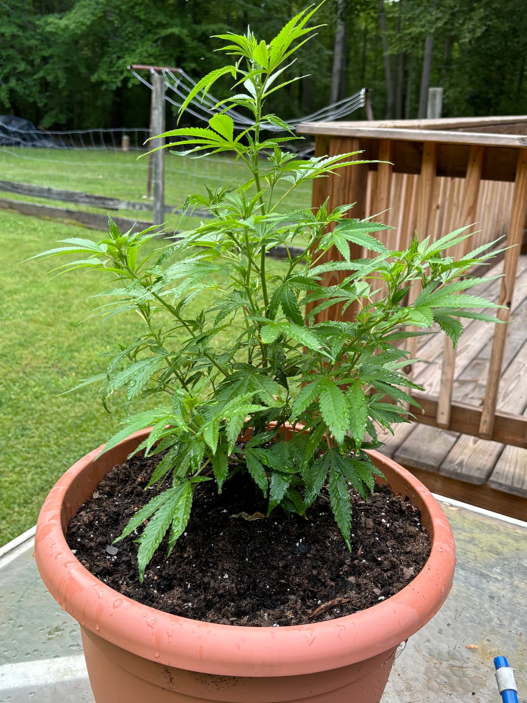 Customer photo review of THC Flower - Sour Diesel