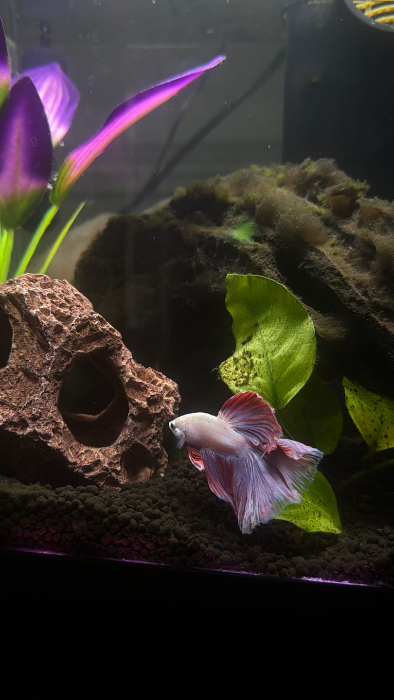 Customer photo review of Purple Halfmoon Male Betta Fish | Grower's Pick