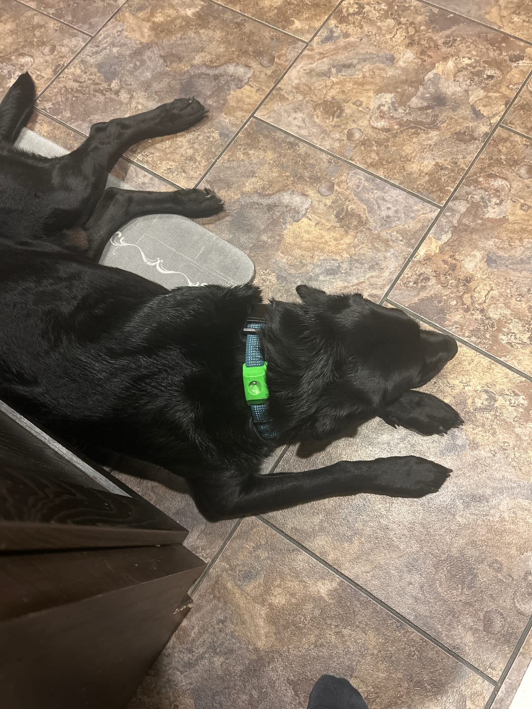 Customer photo review of FurLife™ 12 Months Flea and Tick Free