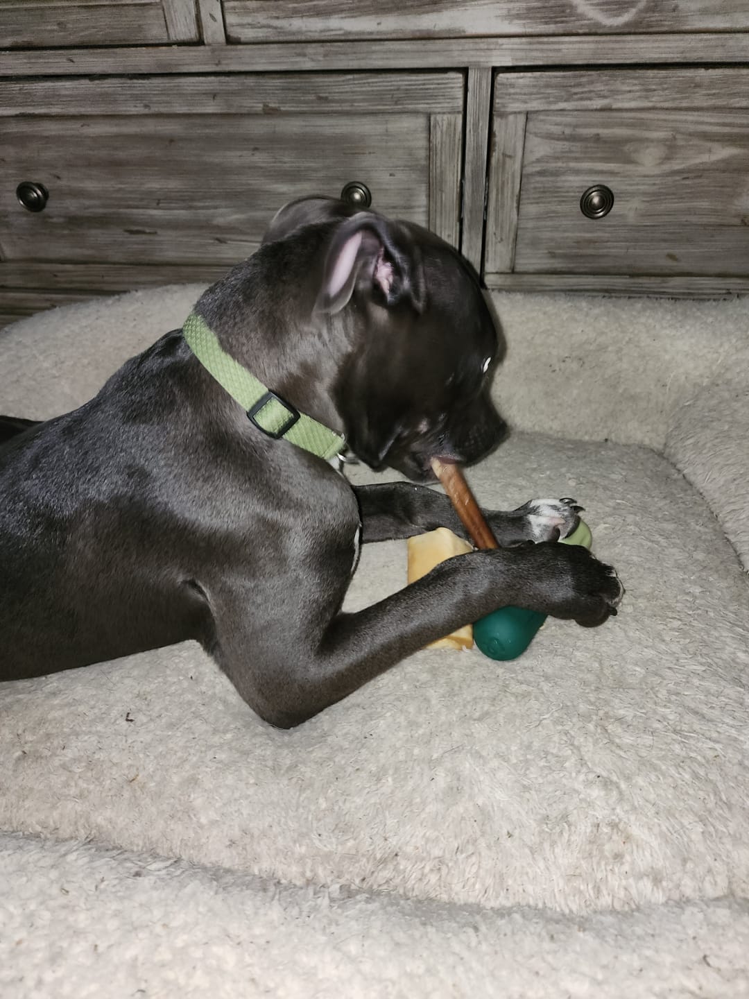 Customer photo review of Jumbo Bully Sticks