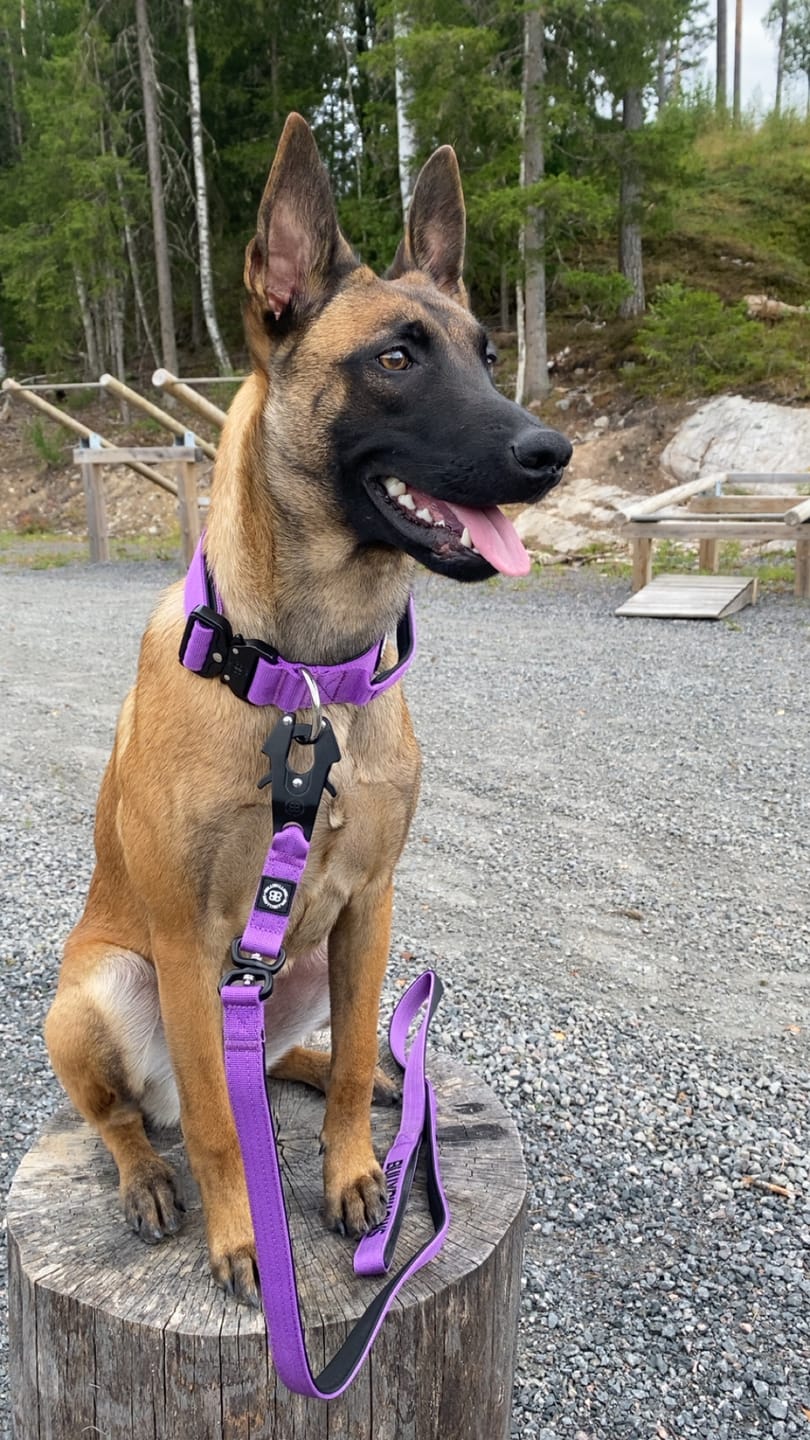 Customer photo review of 1.4m Swivel Combat Leash | Anti-Tangle & Secure Clip - Purple