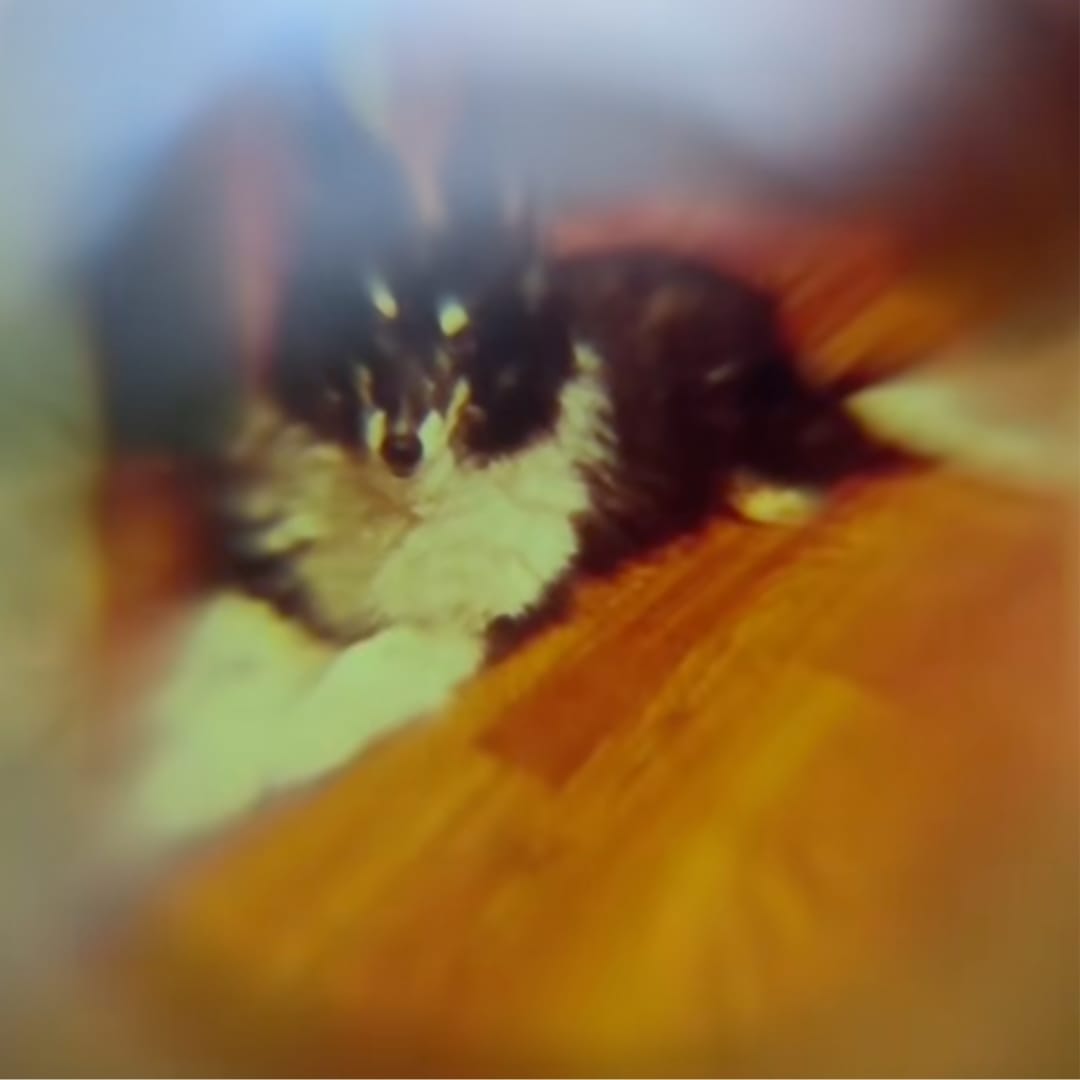 Customer photo review of Forever Paw Projektionskette