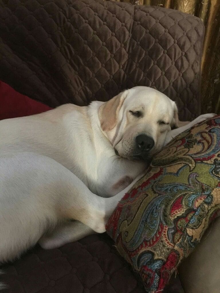 Customer photo review of PawSpa® Calmy™ — Sonidos de Relajación para Mascotas