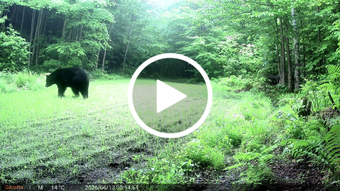 Customer video review of GardePro E8 2.0 Pro Wi-Fi Trail Camera