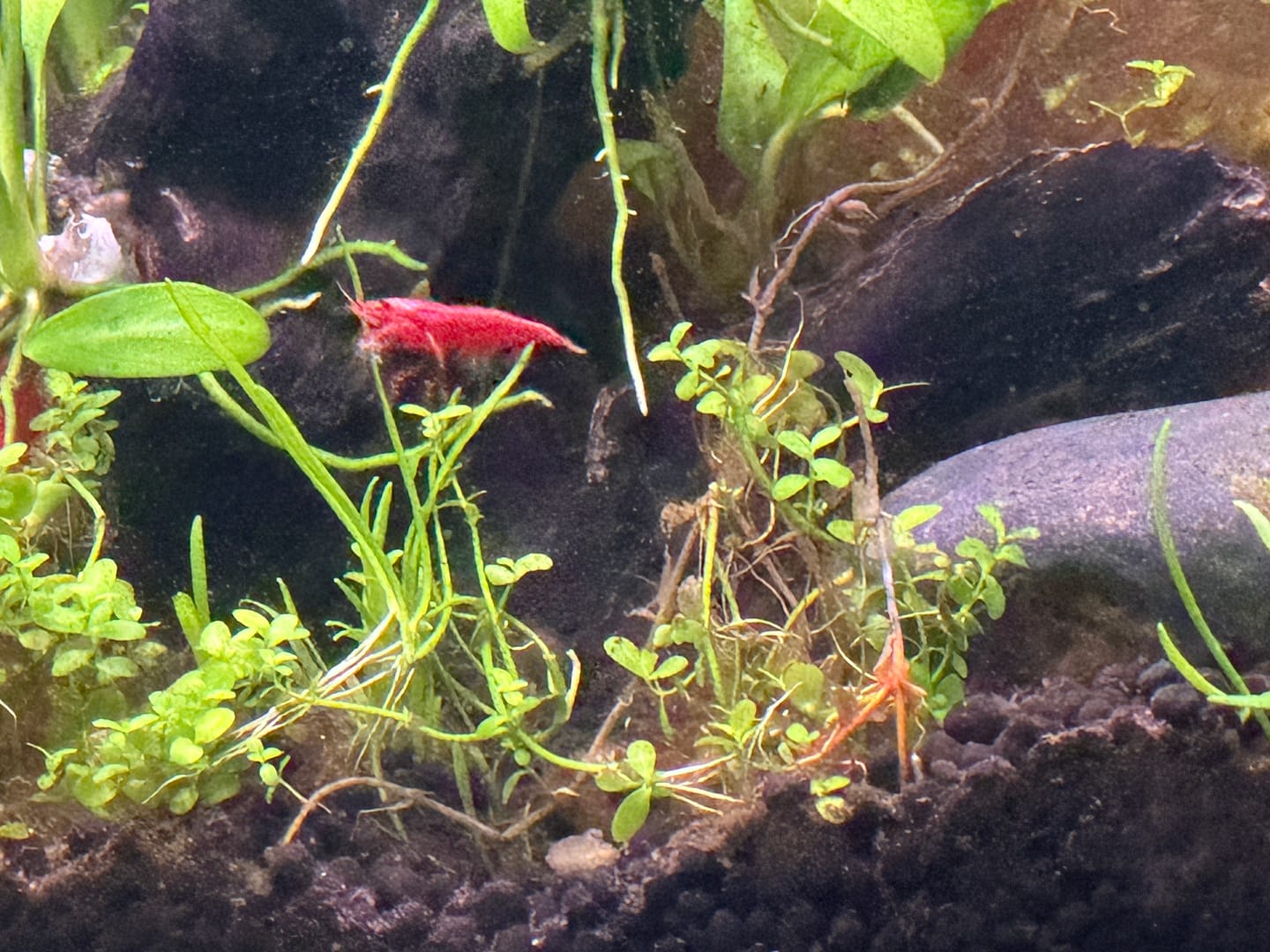 Customer photo review of Fire Red Cherry Shrimp