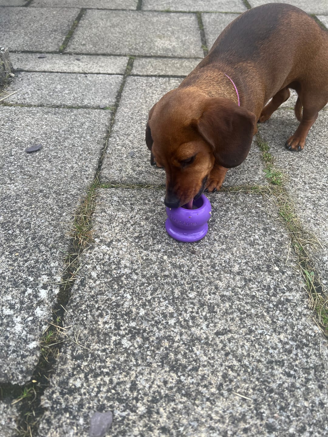 Customer photo review of Freezball - Durable Fillable Dog Chew Bone