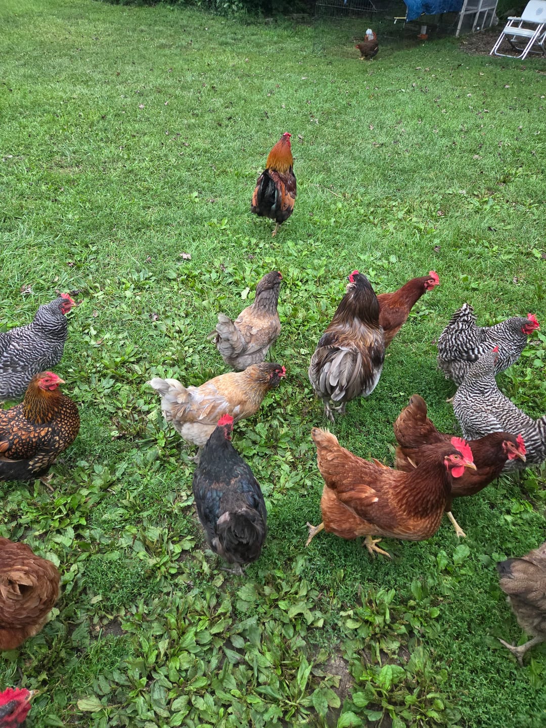 Customer photo review of Peck Purity Daily Digestive Defense for Flock Strength