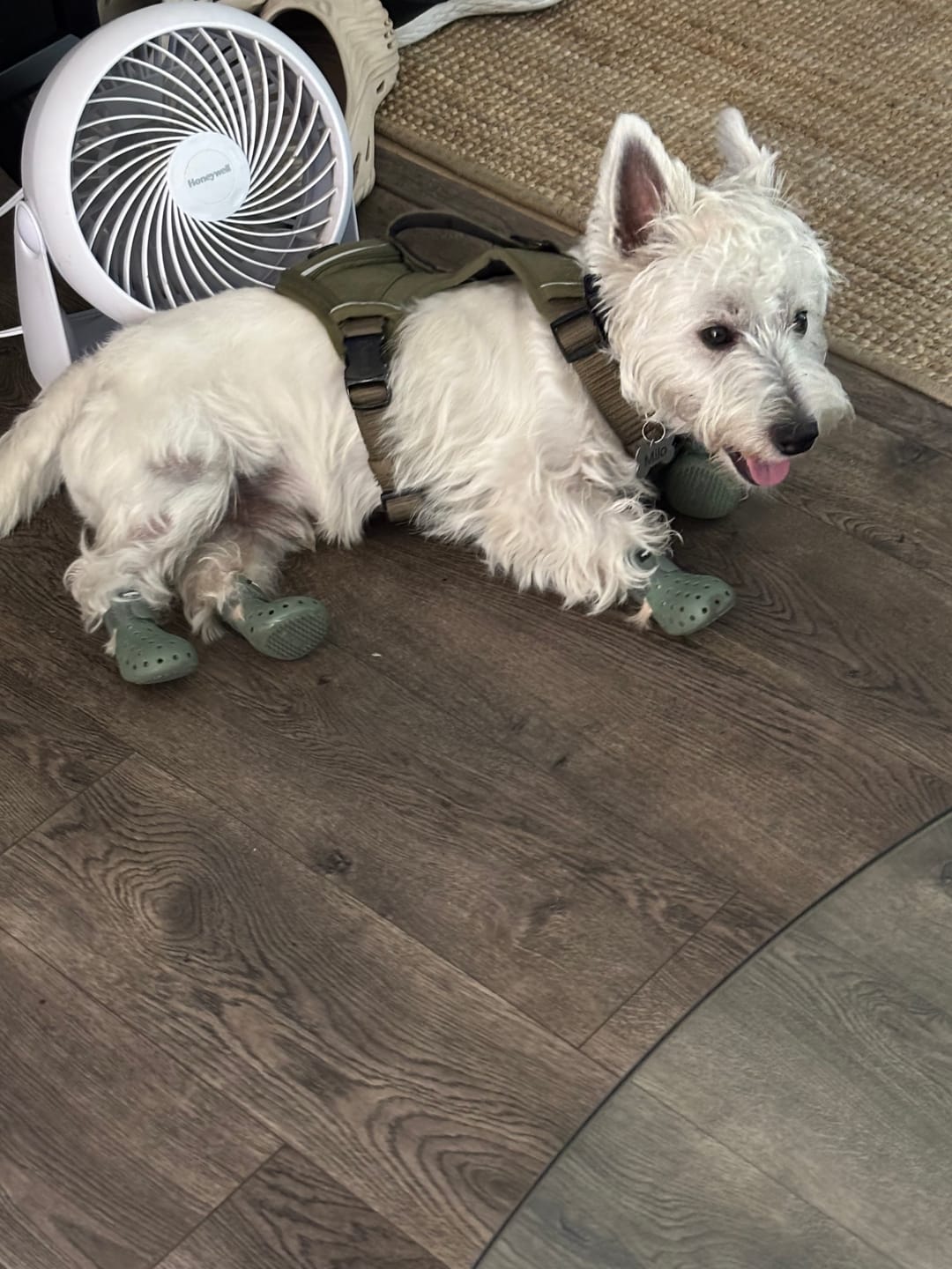 Customer photo review of WagWellies® Mojave