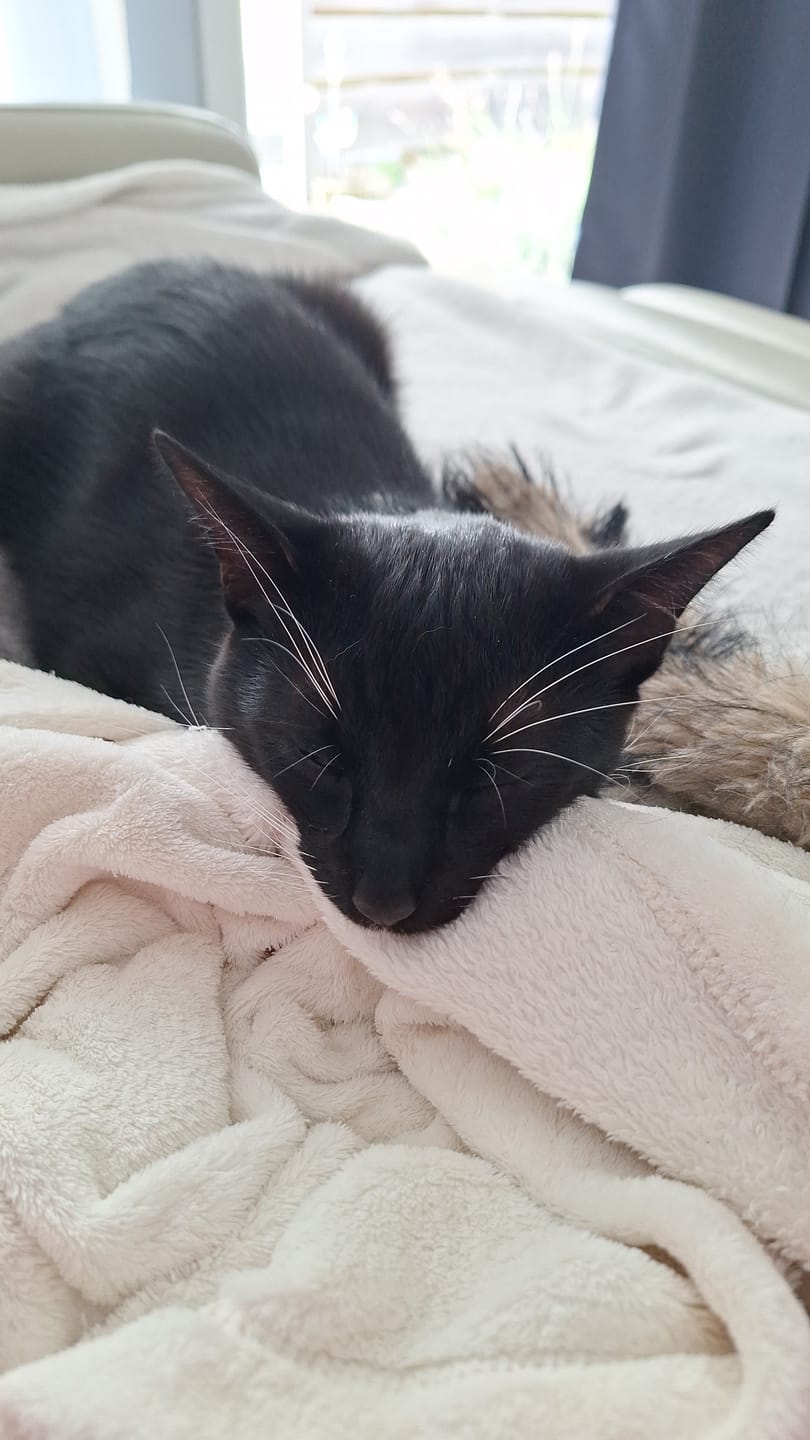 Customer photo review of Darmflora Test Katze
