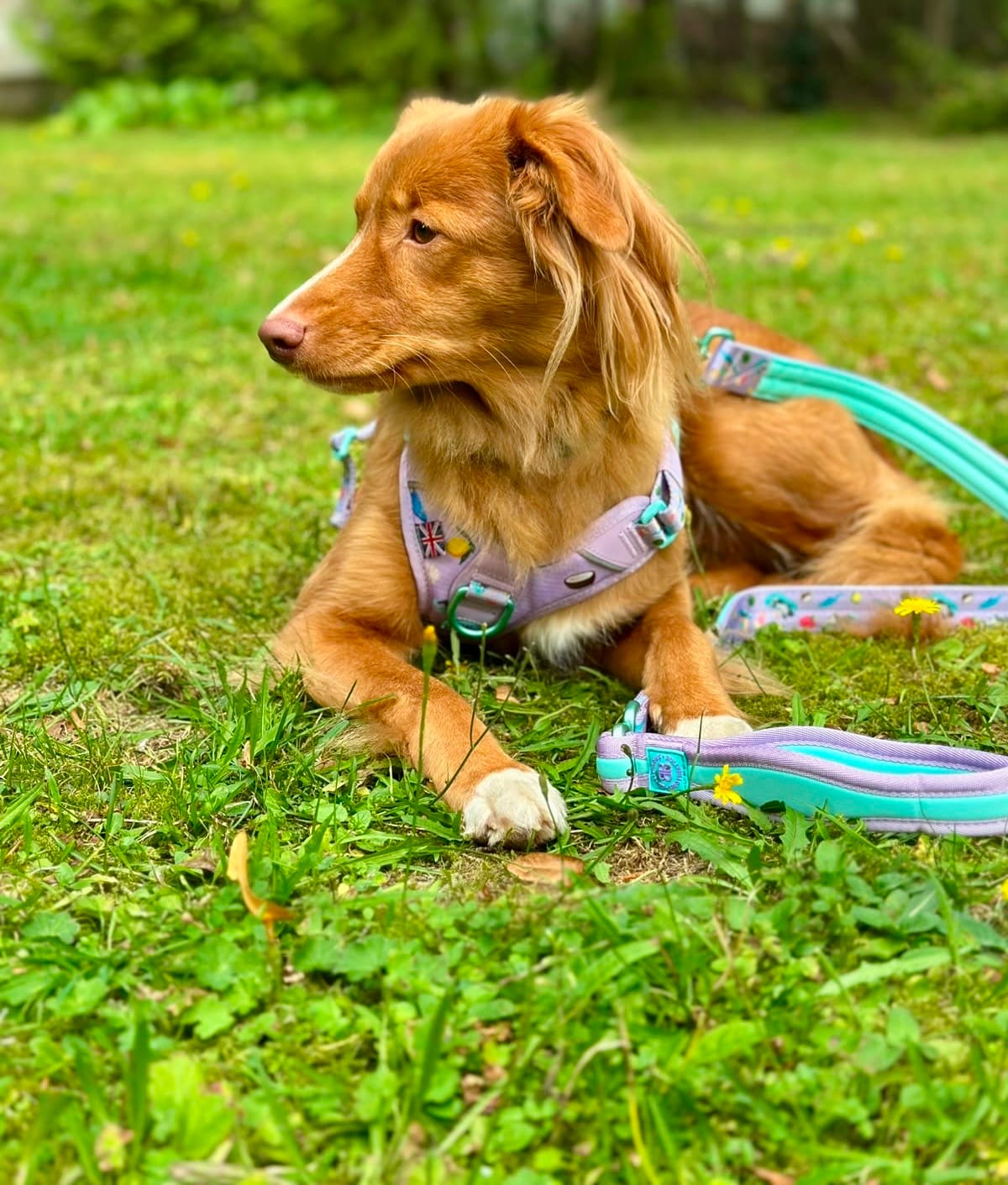 Customer photo review of Anti Pull Hurricane Harness Lighter | With Handle - BalmyBillows Purple
