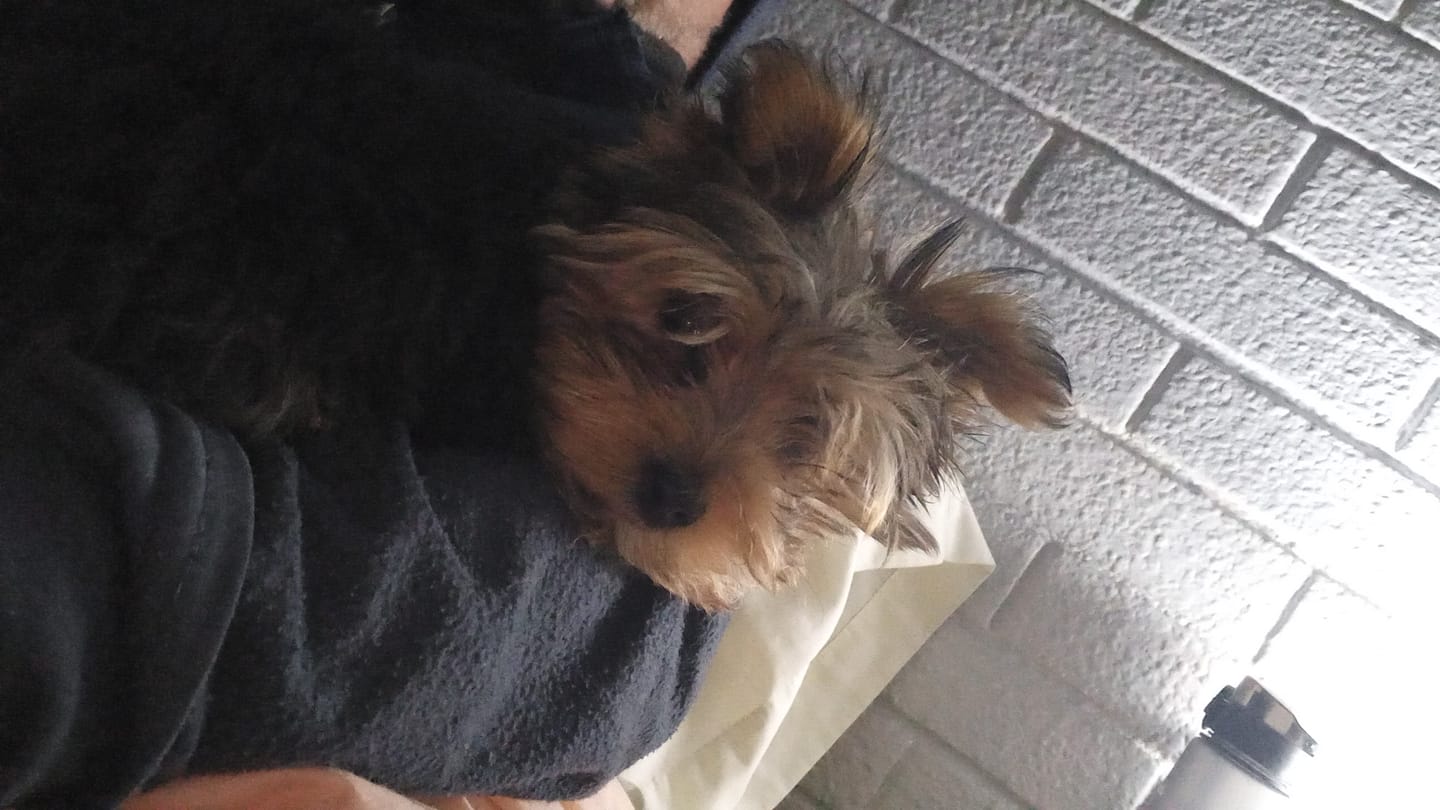 Customer photo review of PetFamily Cookies