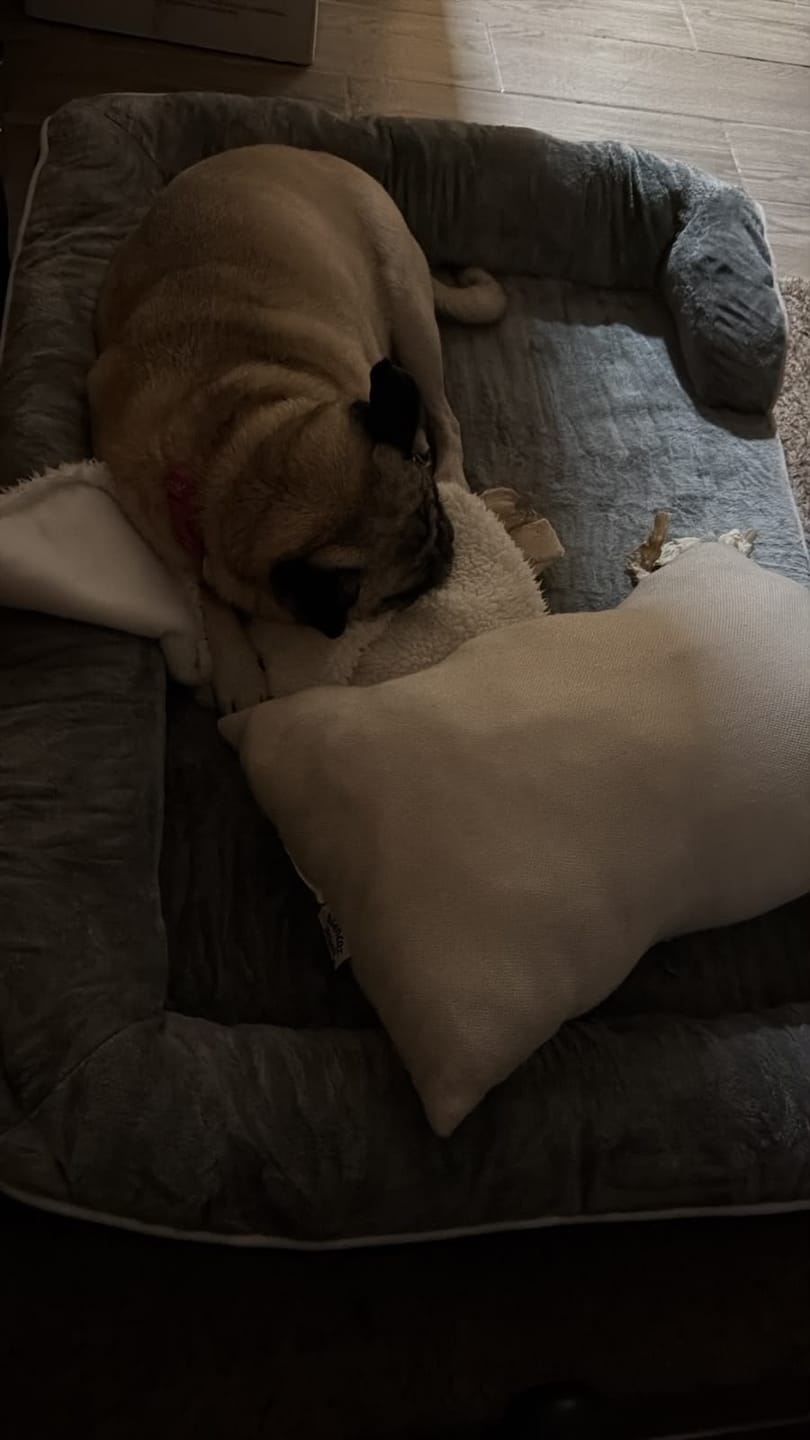 Customer photo review of Cama Ortopédica para Perros