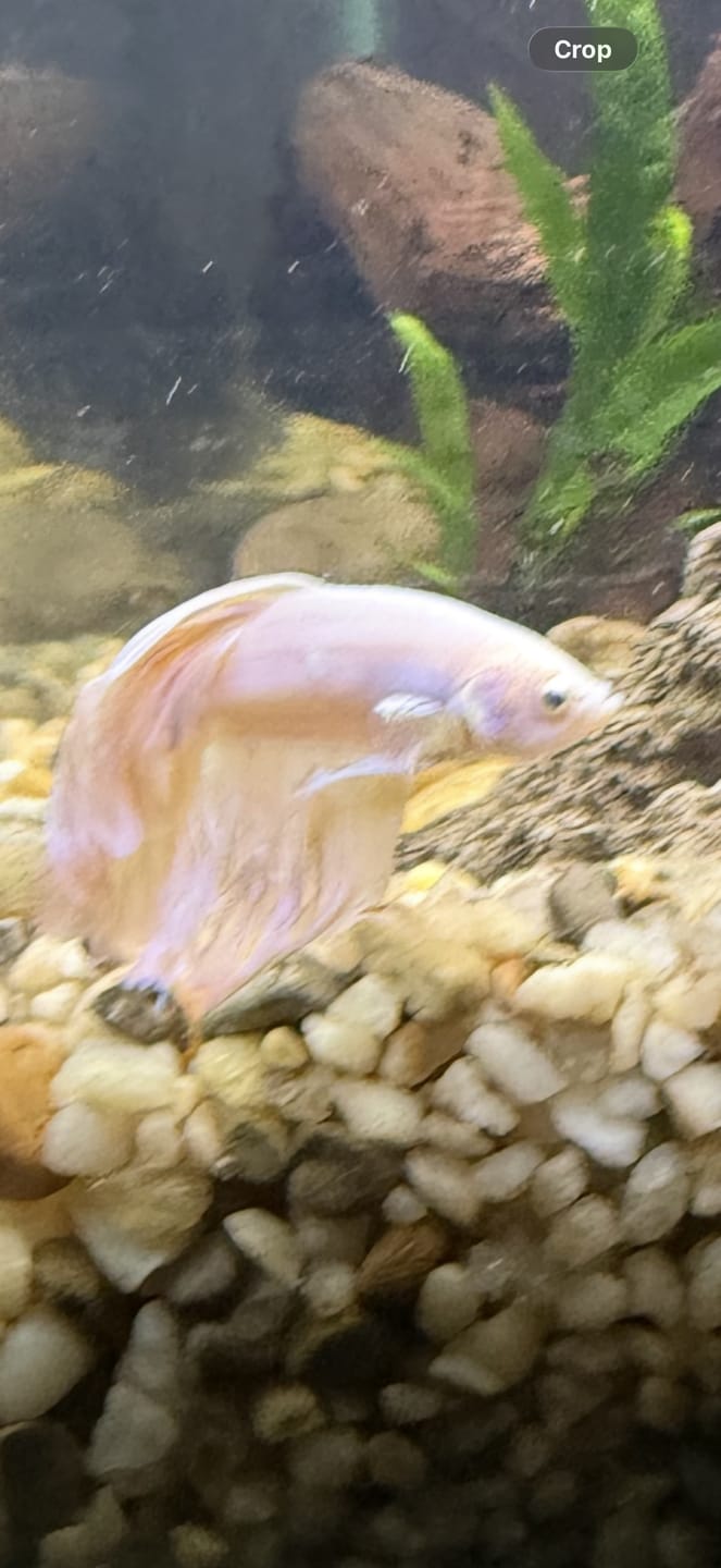 Customer photo review of Pink Halfmoon Male Betta Fish | Grower’s Pick