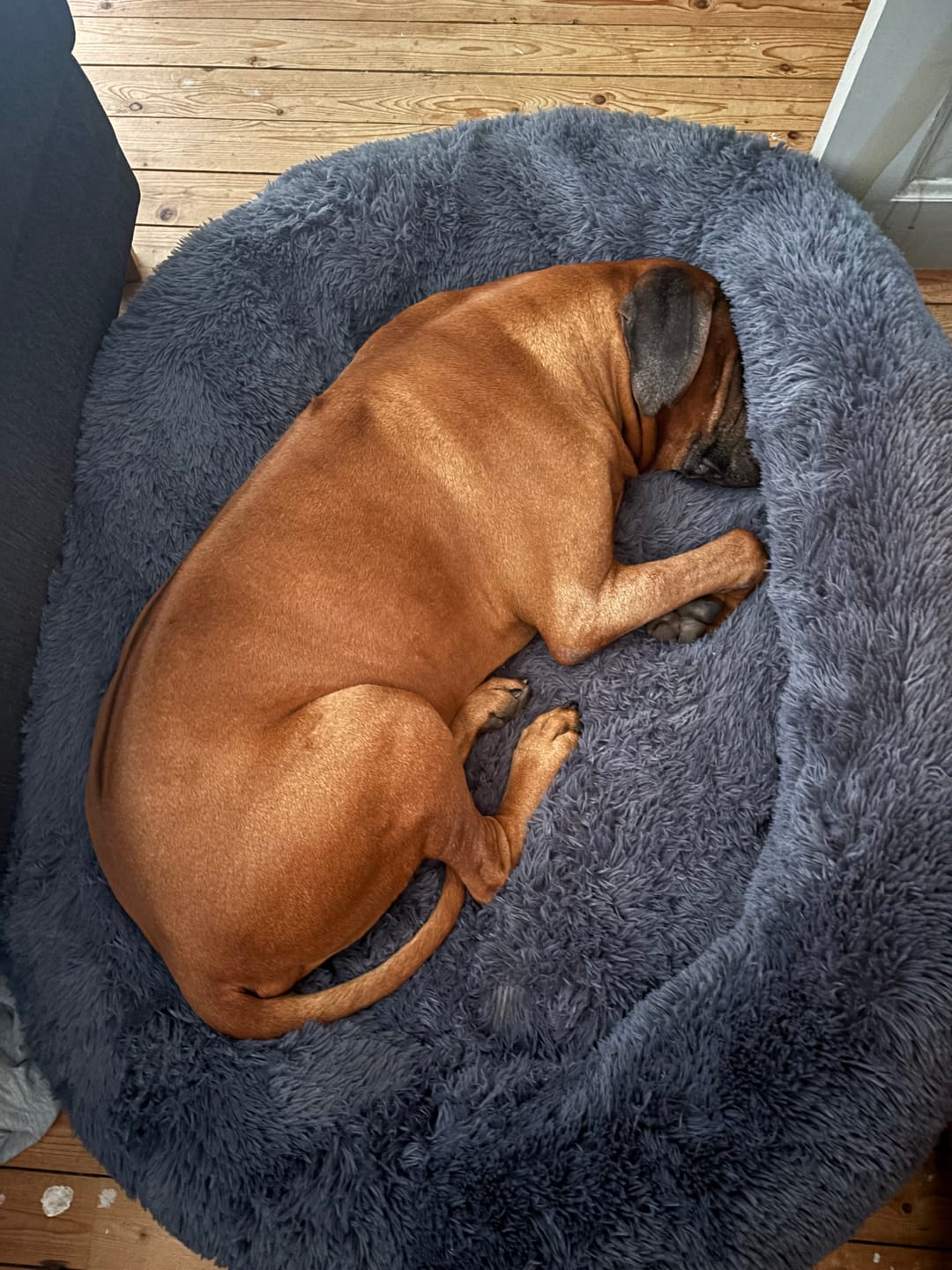 Customer photo review of CalmBed