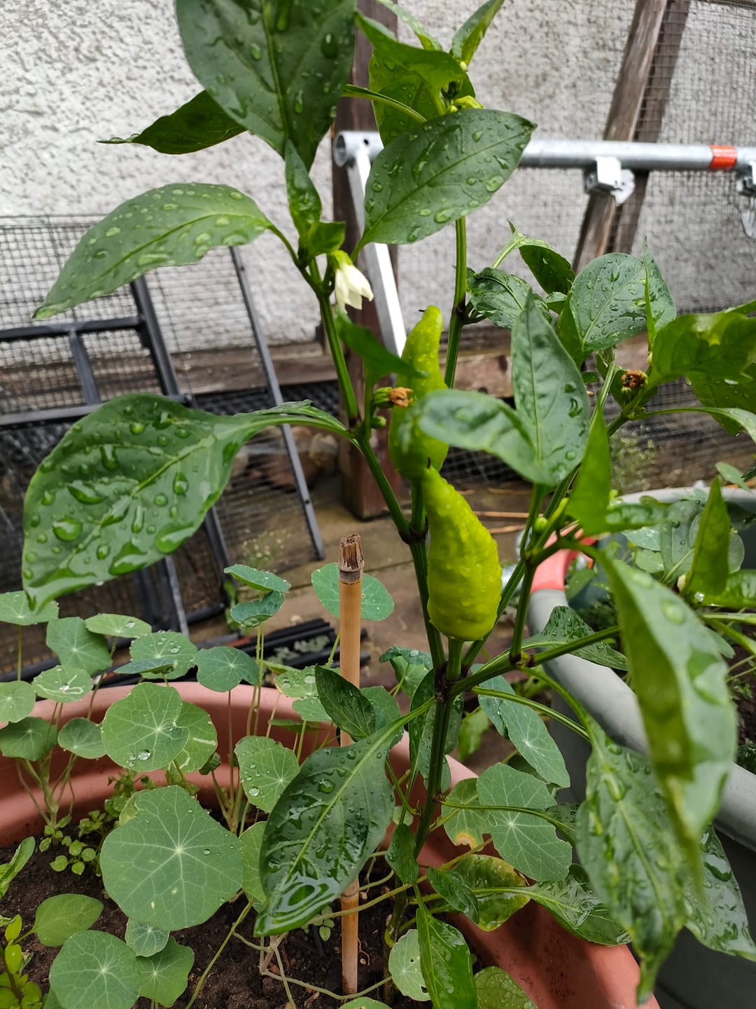 Customer photo review of Spitzpaprika ‘Rote Augsburger’