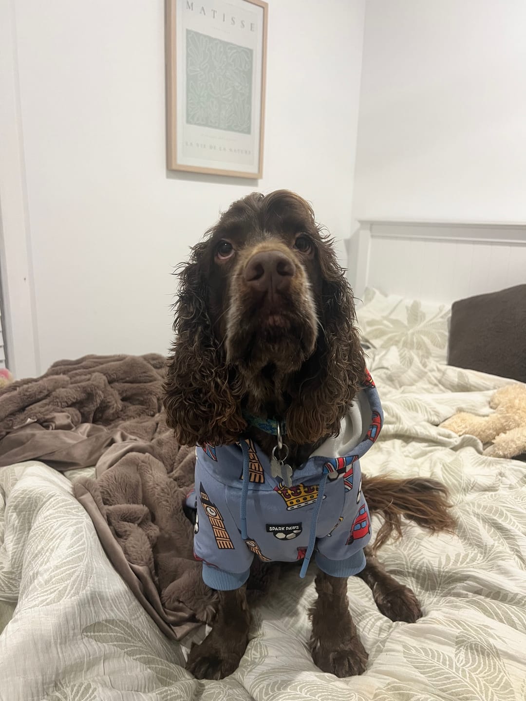 Customer photo review of The UK Dog Hoodie