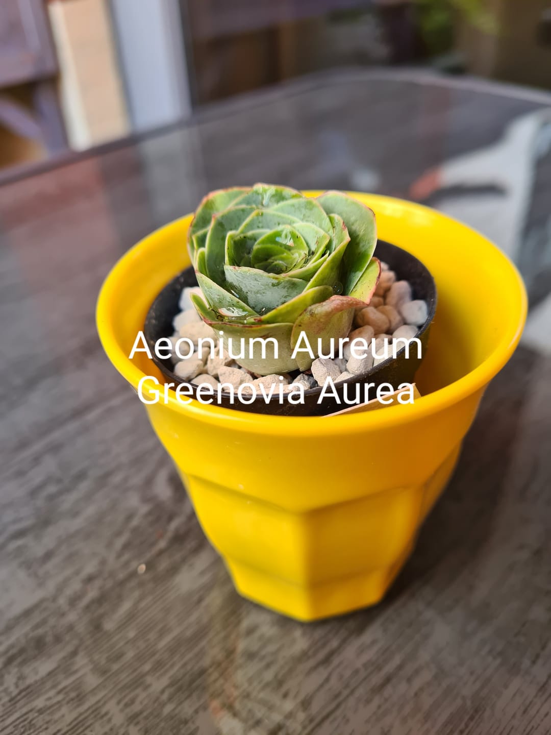 Customer photo review of Aeonium Aureum "Greenovia Aurea" sp.