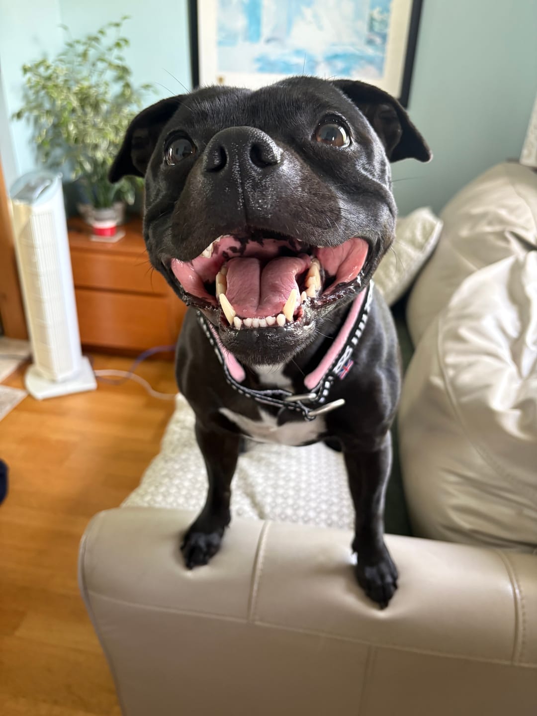 Customer photo review of Staffordshire Bull Terrier 1935® Slim Pattern Collar - Fleece - Baby Pink - 35mm