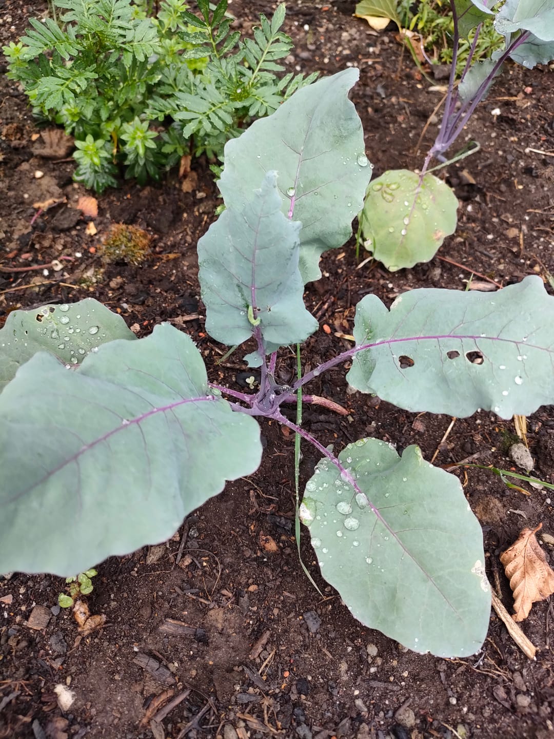 Customer photo review of Kohlrabi ‘Azur Star’