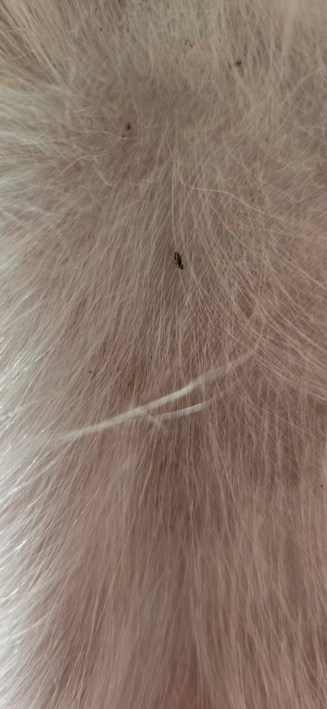 Customer photo review of FurLife™ - 12 Months All Natural Flea and Tick Tags for Dogs