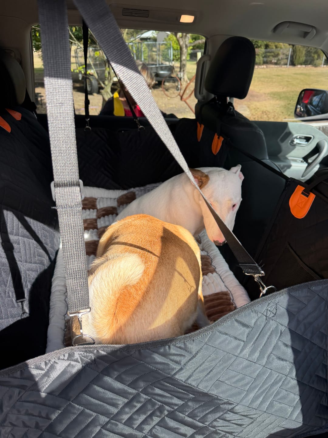 Customer photo review of Companion&Co™ Hard Bottom Car Seat Cover