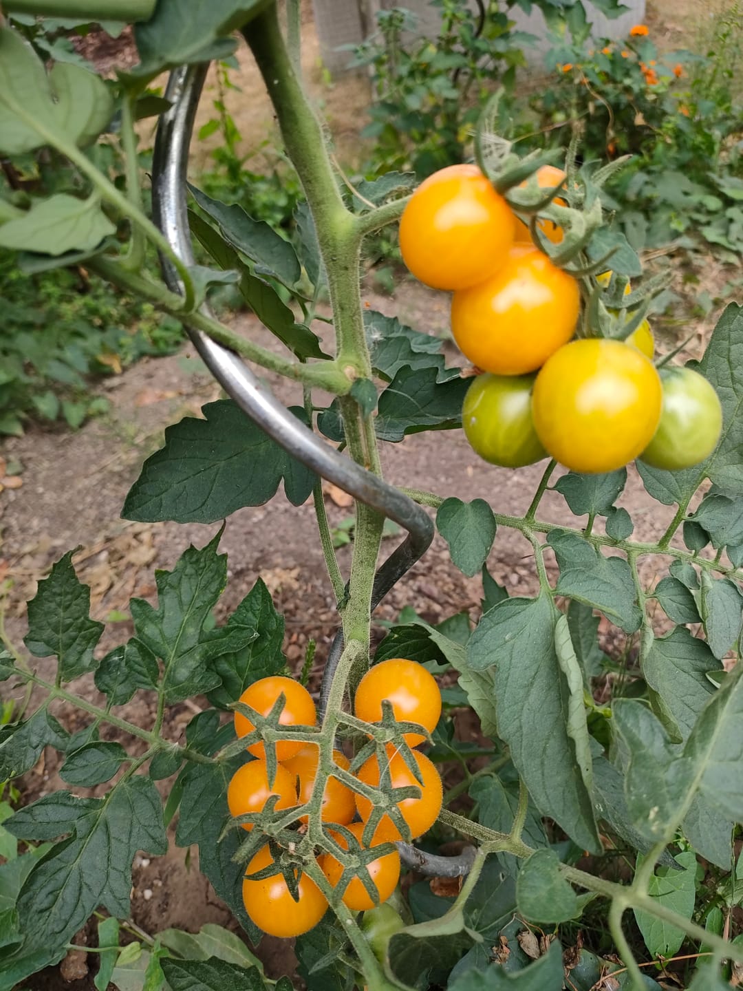 Customer photo review of Cocktailtomate ‘Cerise Gelb’