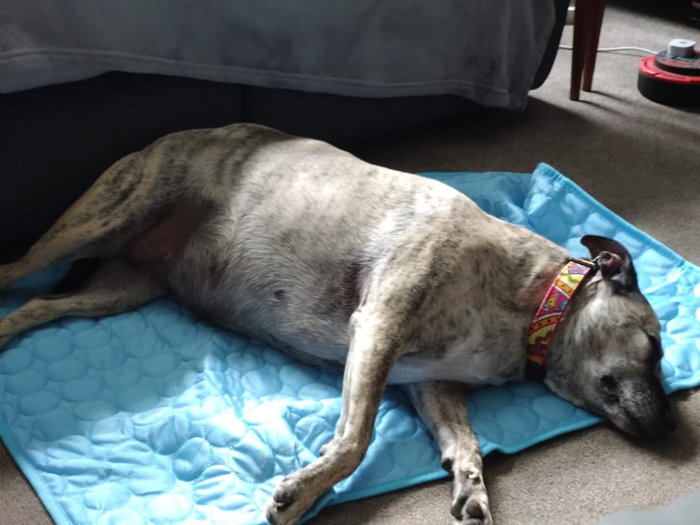 Customer photo review of The Ultimate Cooling Pet Mat