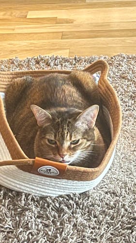 Customer's cat resting inside the brown and white Instinct Basket on a carpeted floor.