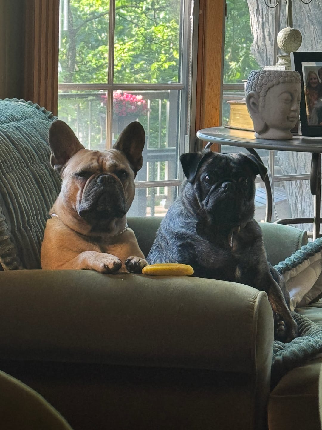 Customer photo review of Turmeric Yak Chew — Anti-Inflammatory Natural Dog Chew