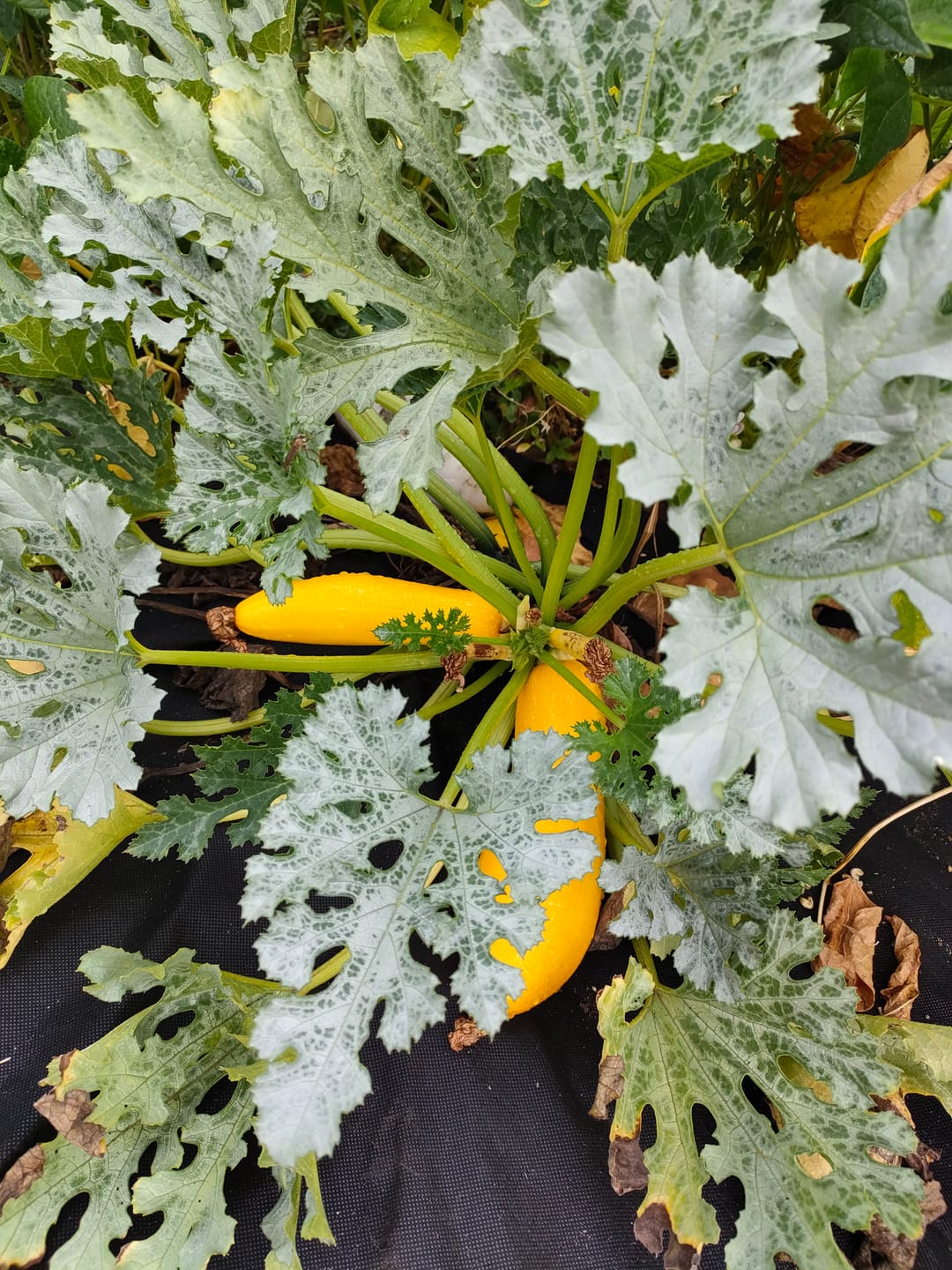 Customer photo review of Gelbe Zucchini ‘Daisy‘