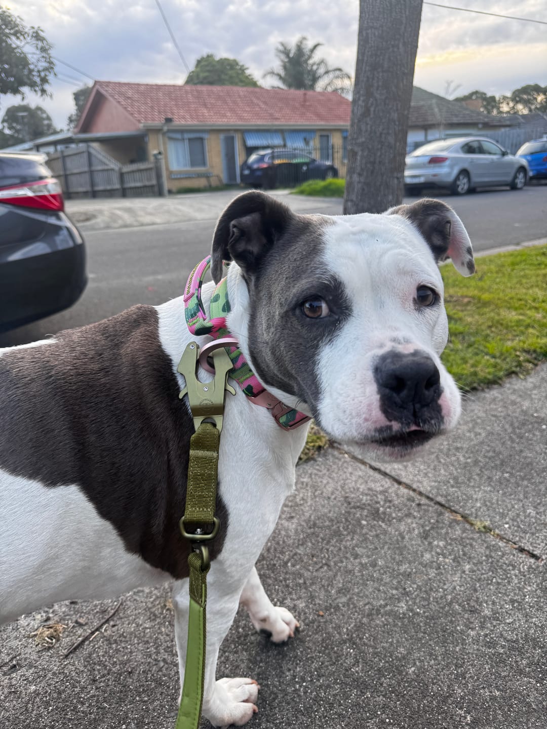 Customer photo review of 4cm Lighter Combat® Collar | With Handle & Secure Clip - Pink Camouflage