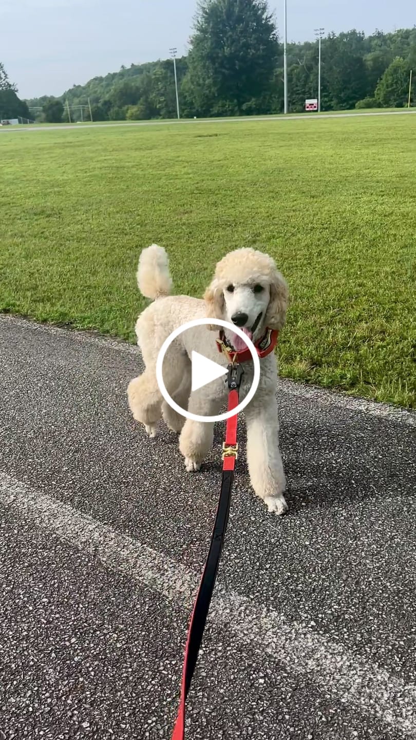 Customer video review of Tacti Luxe Dog Leash - Gold Cognac