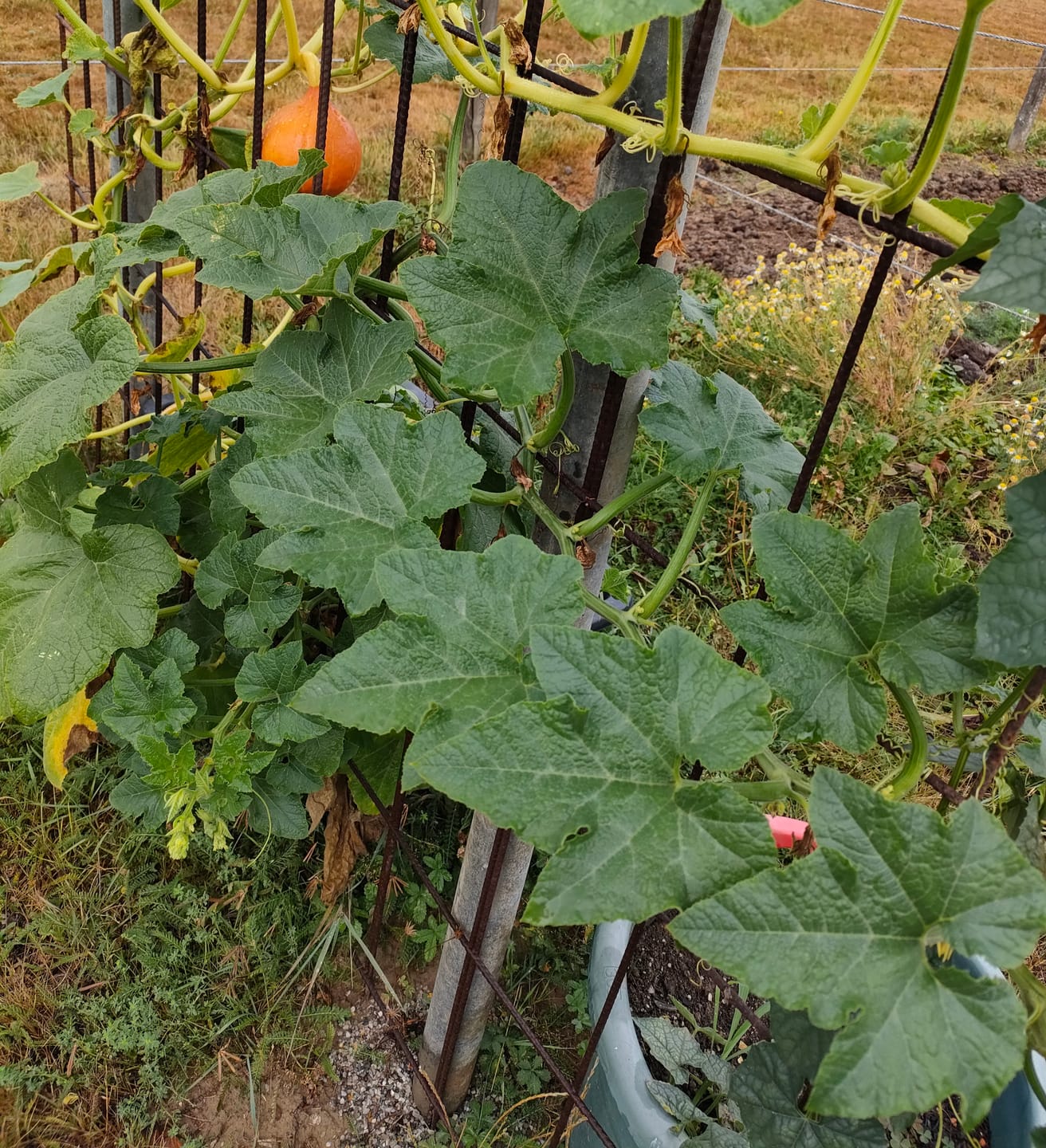 Customer photo review of Kürbis ‘Hokkaido Red Kuri‘
