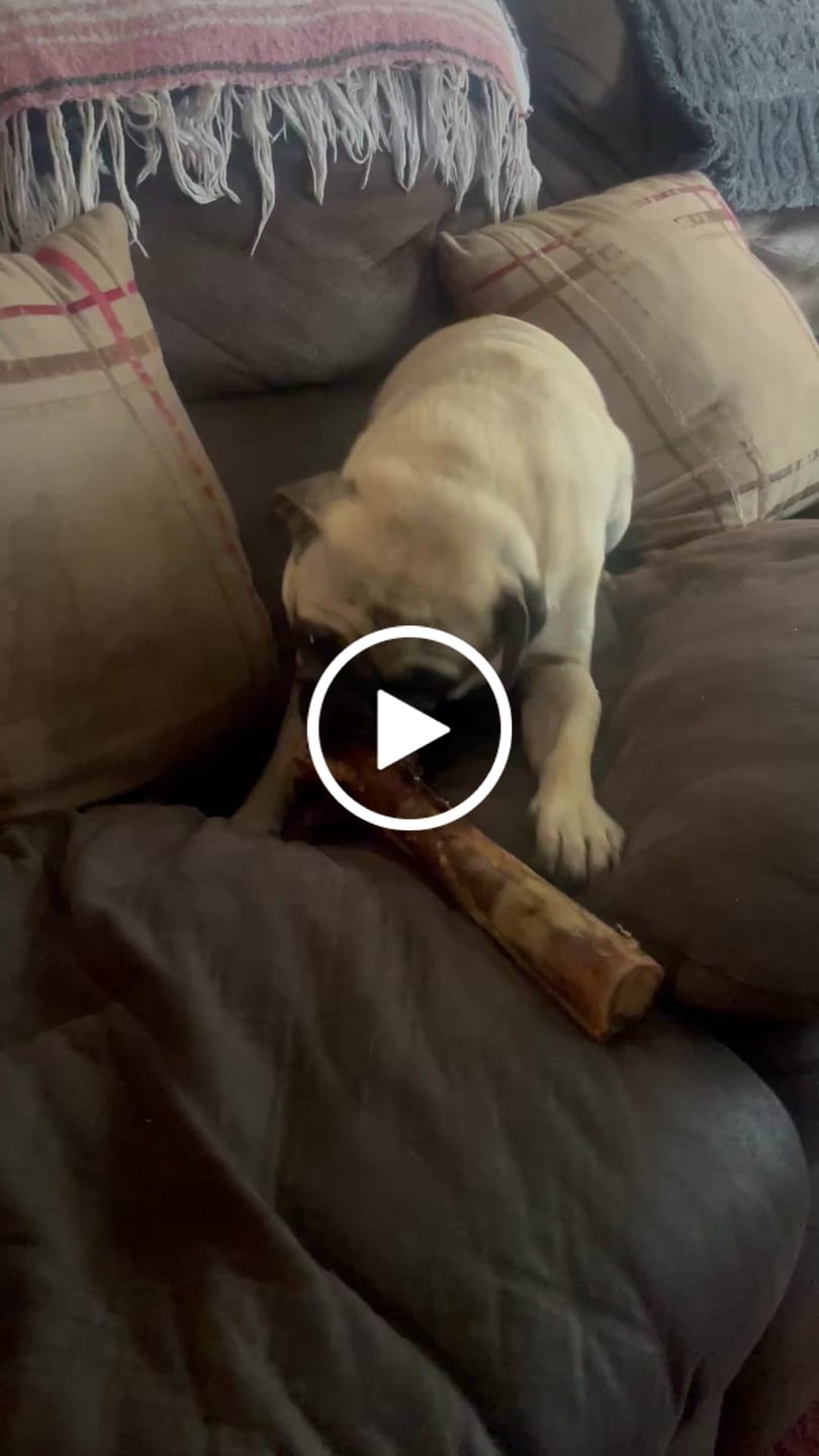 Customer video review of Medium Ostrich Cane (10" x 3"): The Long-Lasting, Flavor-Packed Chew for Medium & Large Dogs