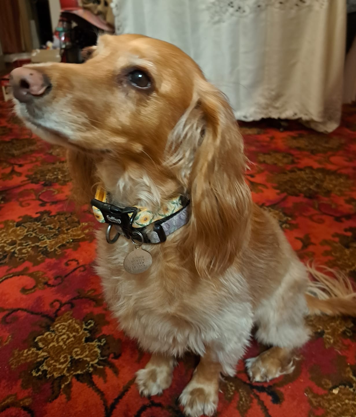 Customer photo review of Collar - Sunny Paws