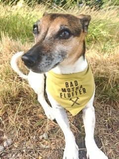 Customer photo review of DOG BANDANA | LIGHT OLIVE & DESSERT CAMO