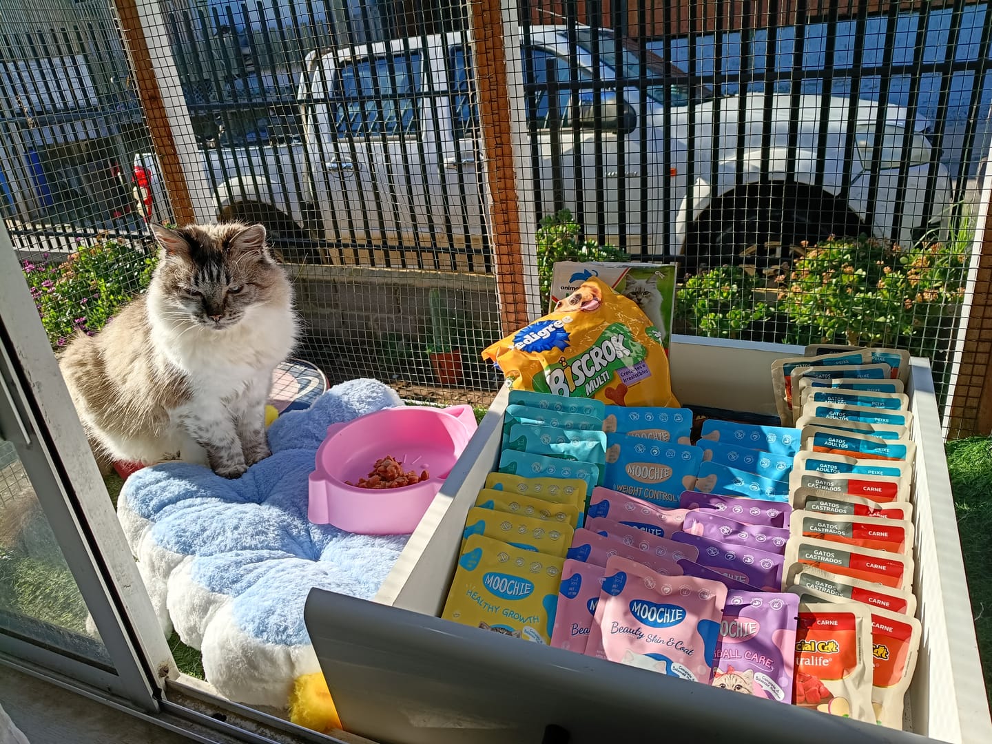 Customer photo review of MOOCHIE SOBRE GATO CARNE SALMÓN 70GRS WEIGHT CONTROL